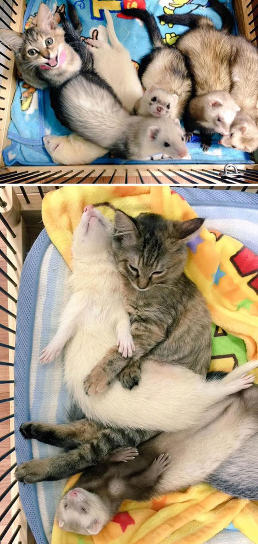 chat furets cage