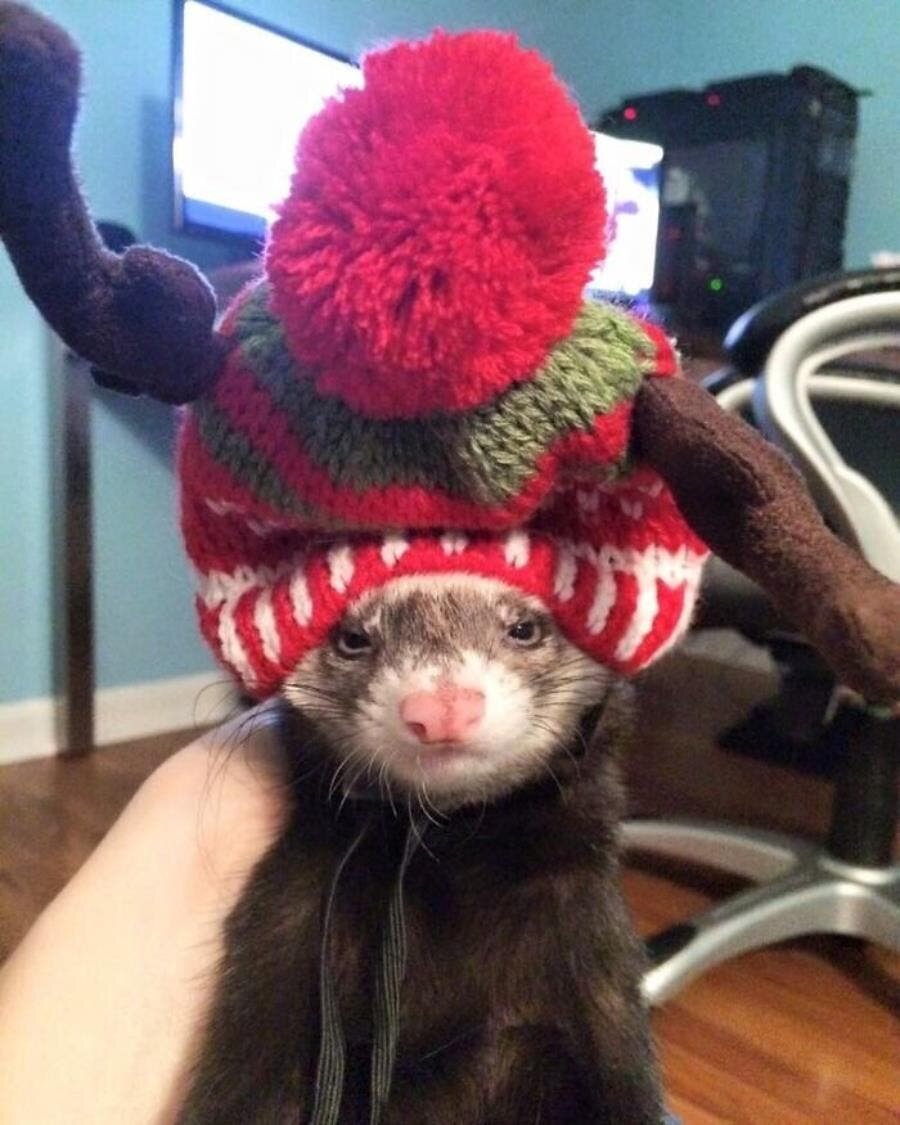 furet béret main