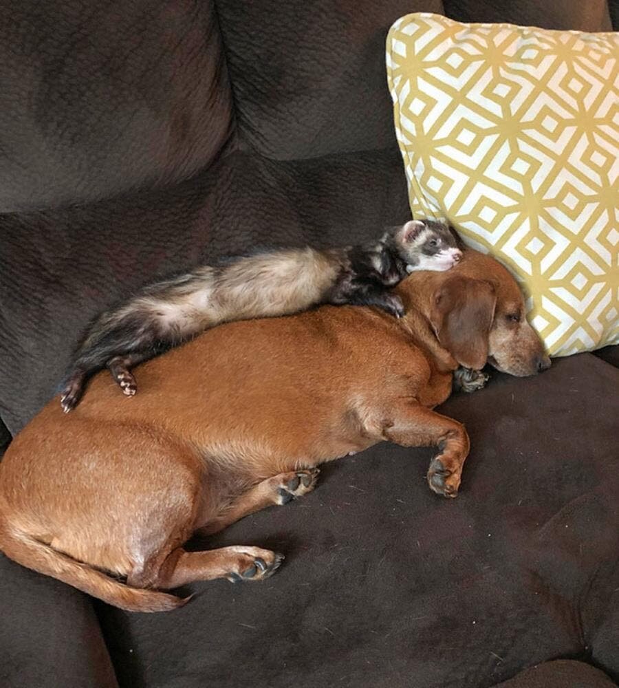 furet chien fauteuil