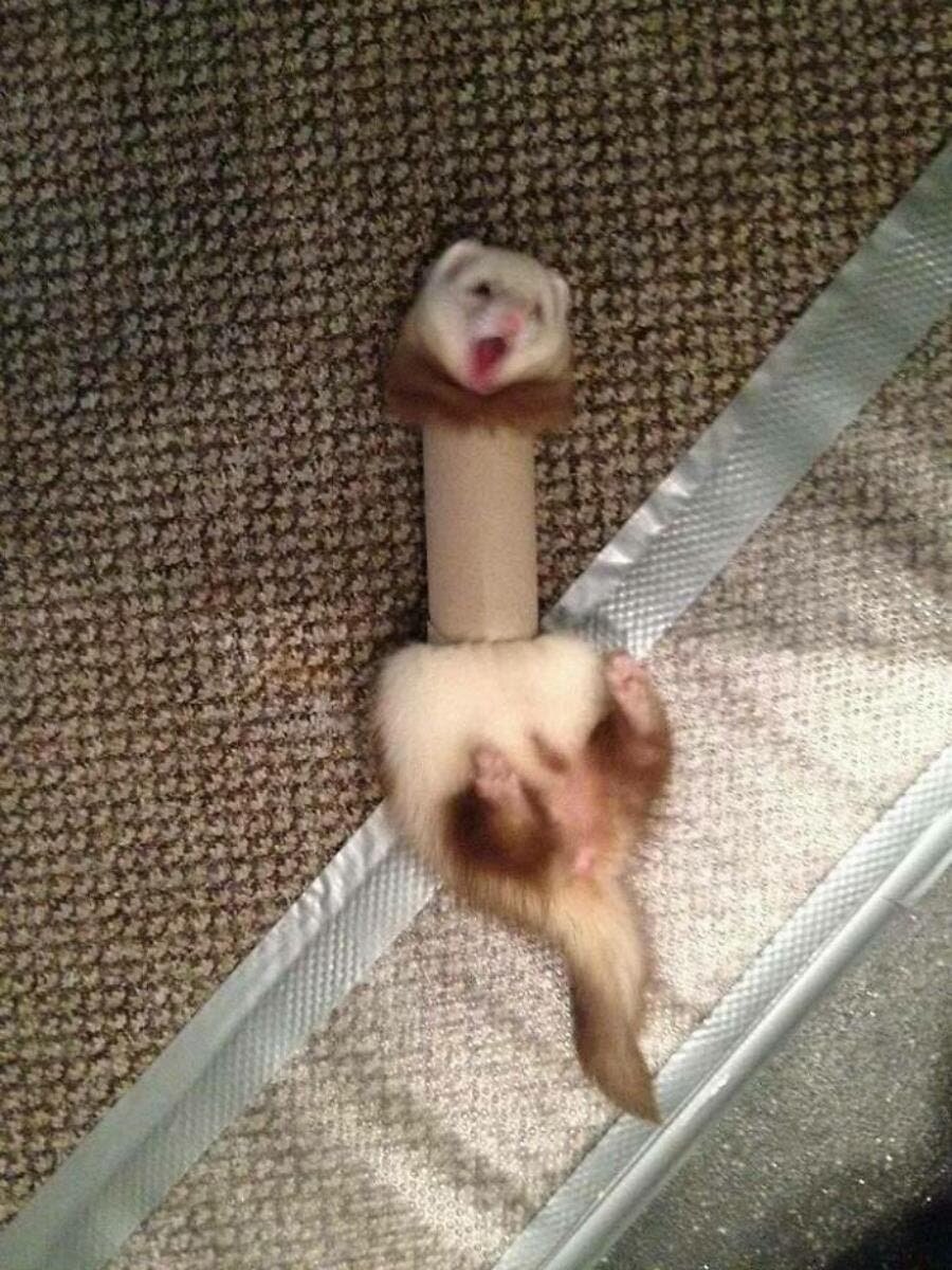 furet tuyau sol