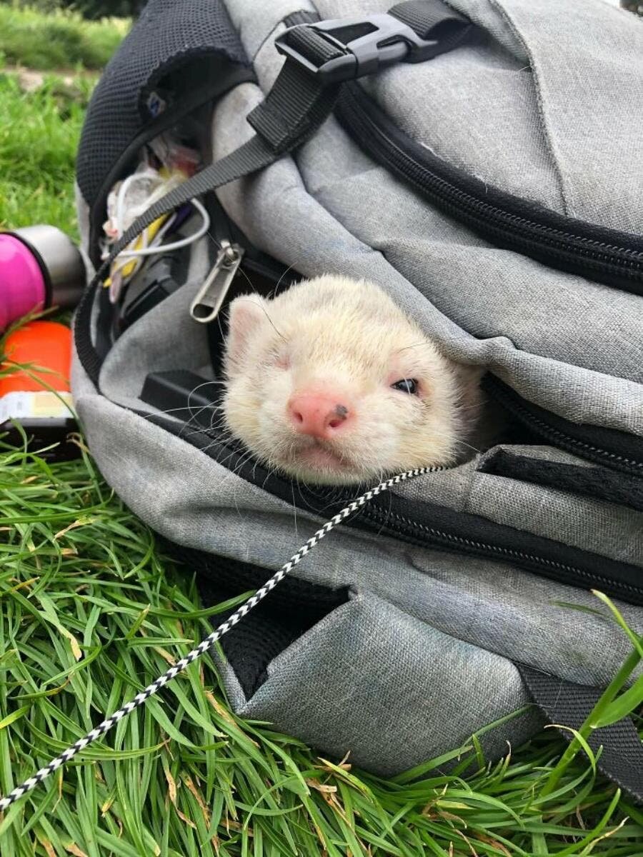 furet sac jardin