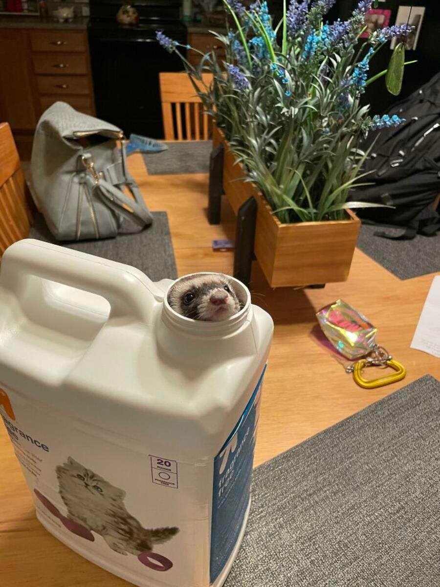 furet bidon pot de fleurs table