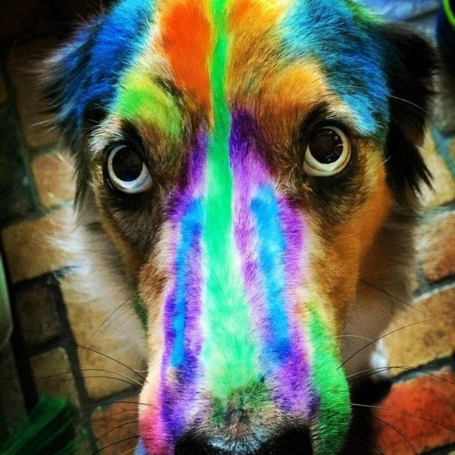 chien tête couleurs