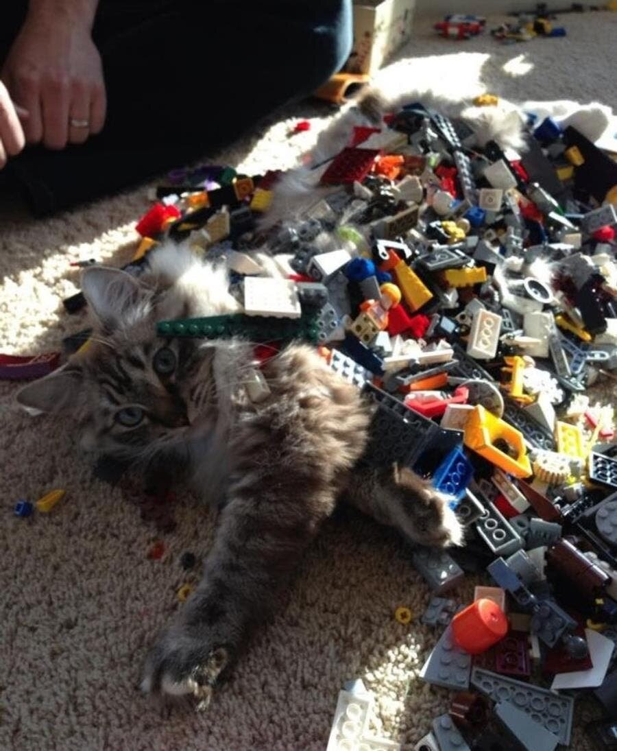 chat jouets parterre 