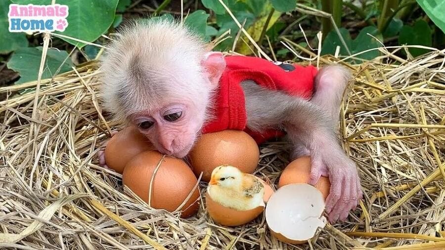 singe poussin nid