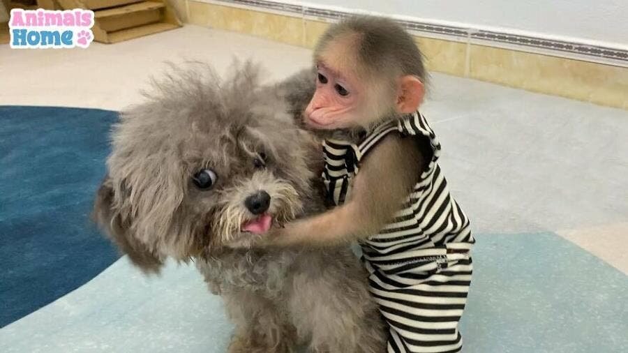 singe chien tapis