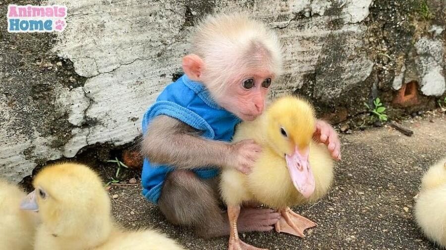 singe petits canards 