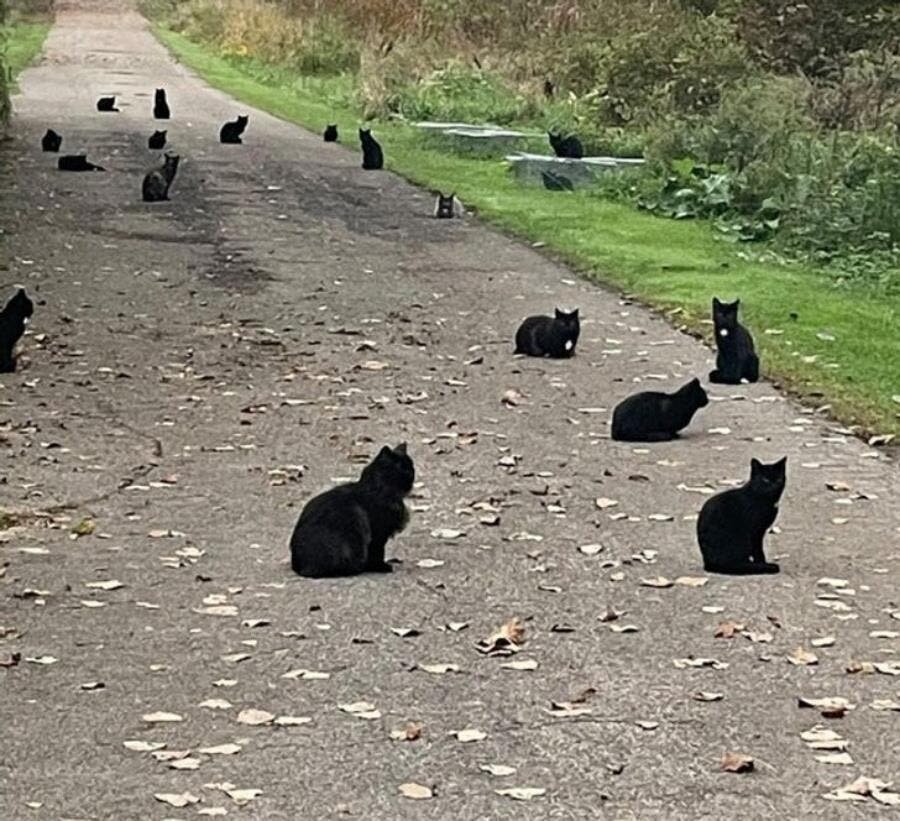 groupe chats noir route 