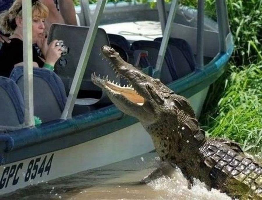 crocodile femme appareil bateau