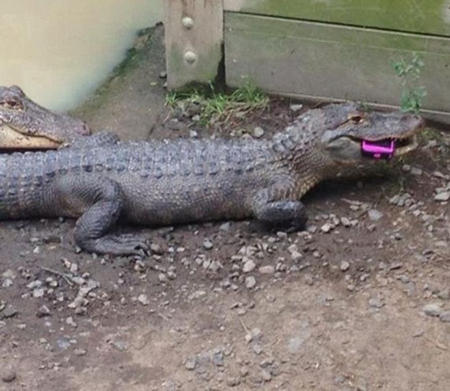crocodile portable