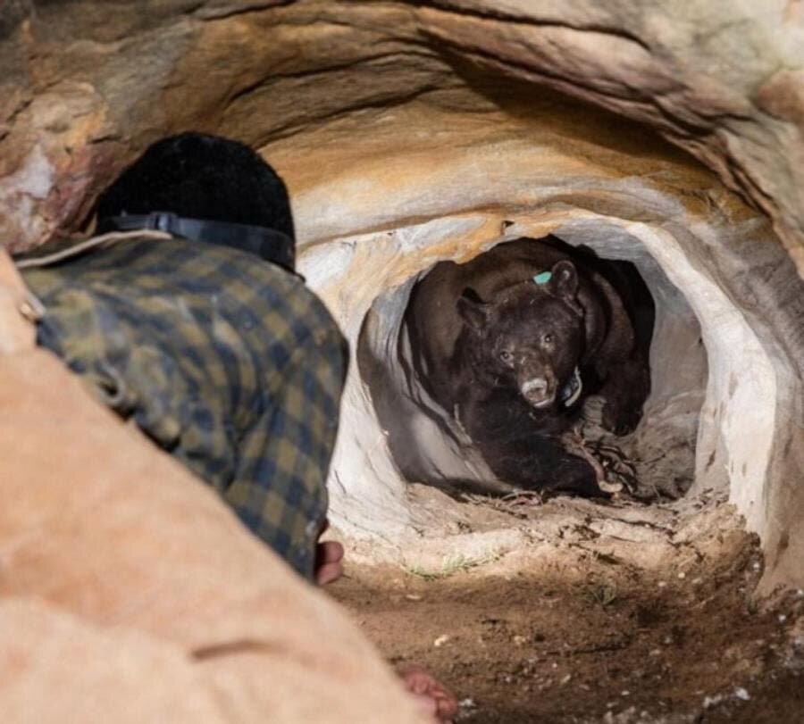 ours homme grotte