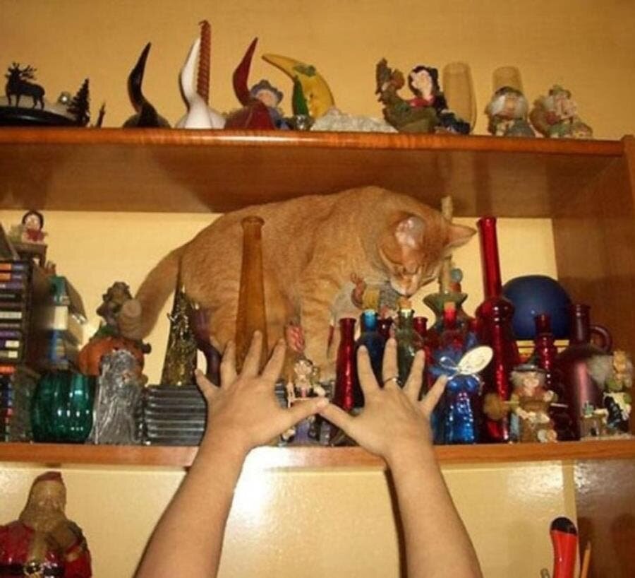 chat bras objets