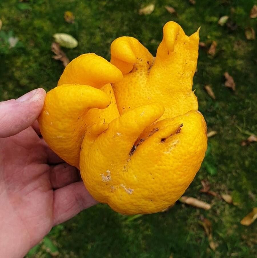 main citron forme