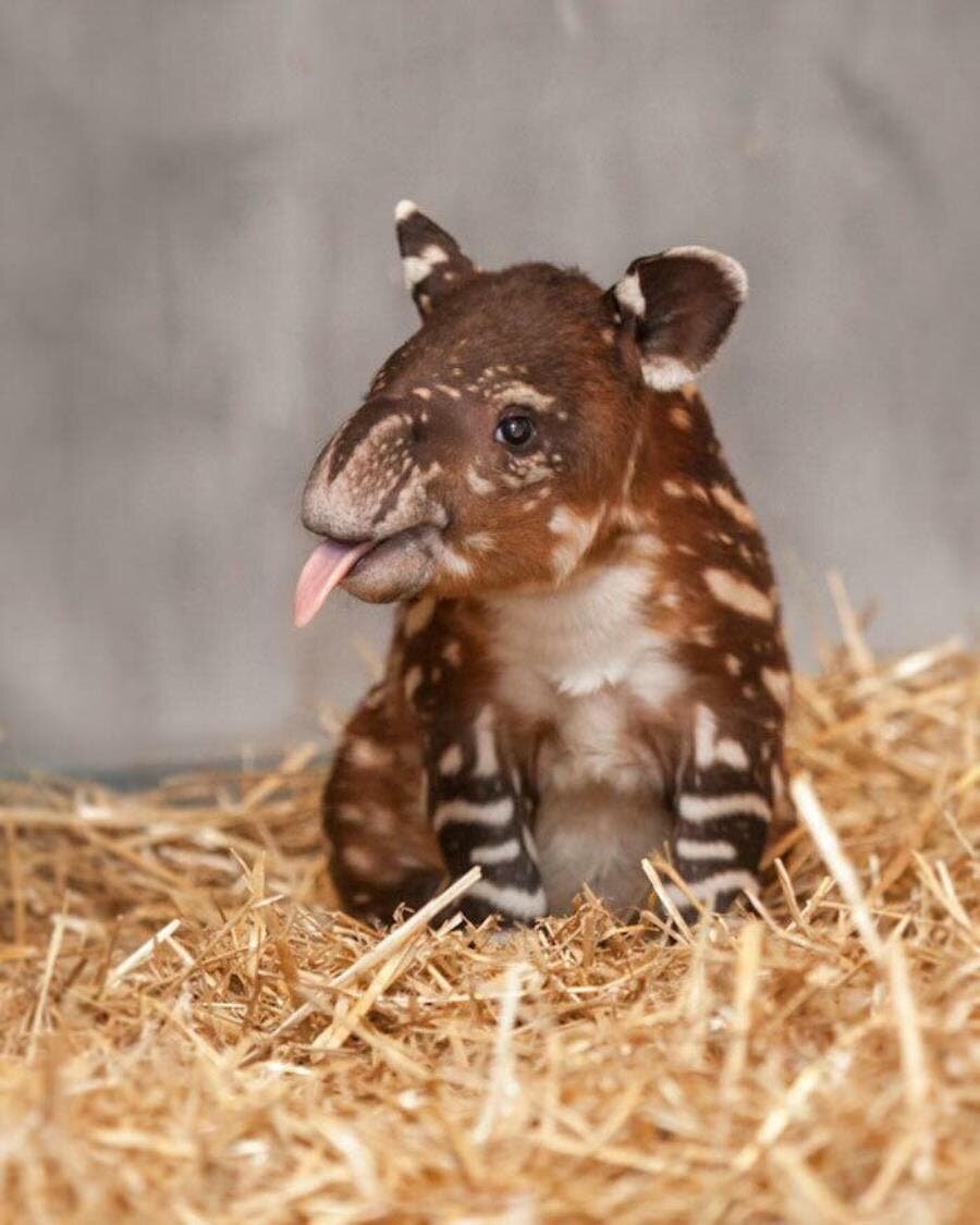 bébé Tapir couleur dessin