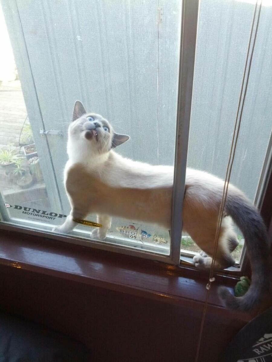 chat fenêtre vitres