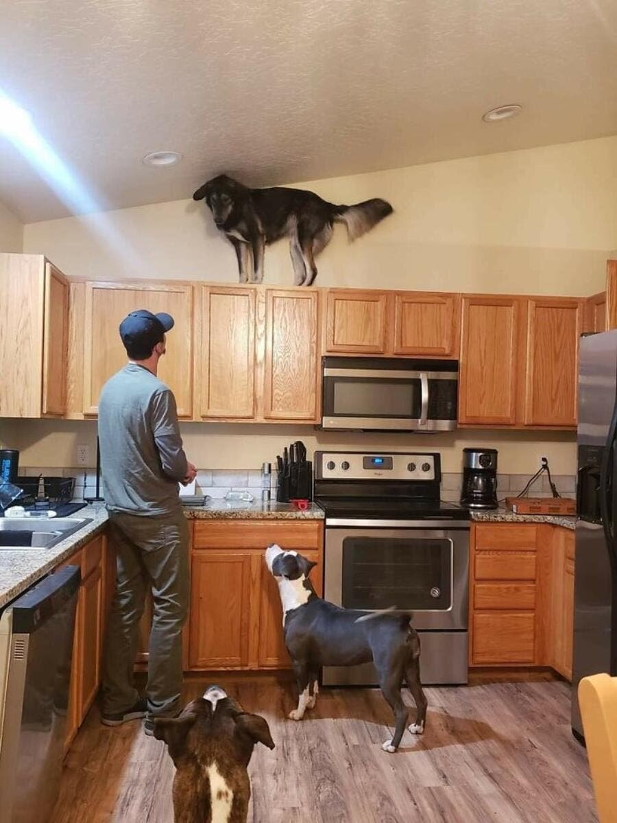 chiens homme cuisine