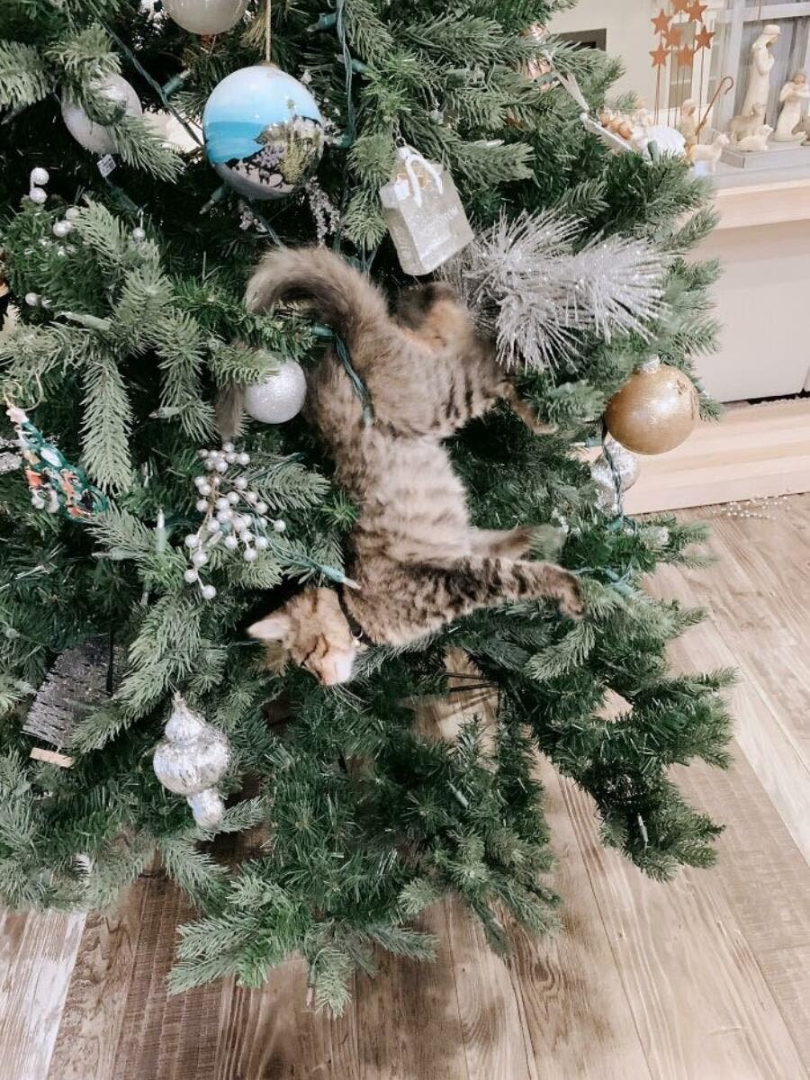 chat arbre noël guirlandes