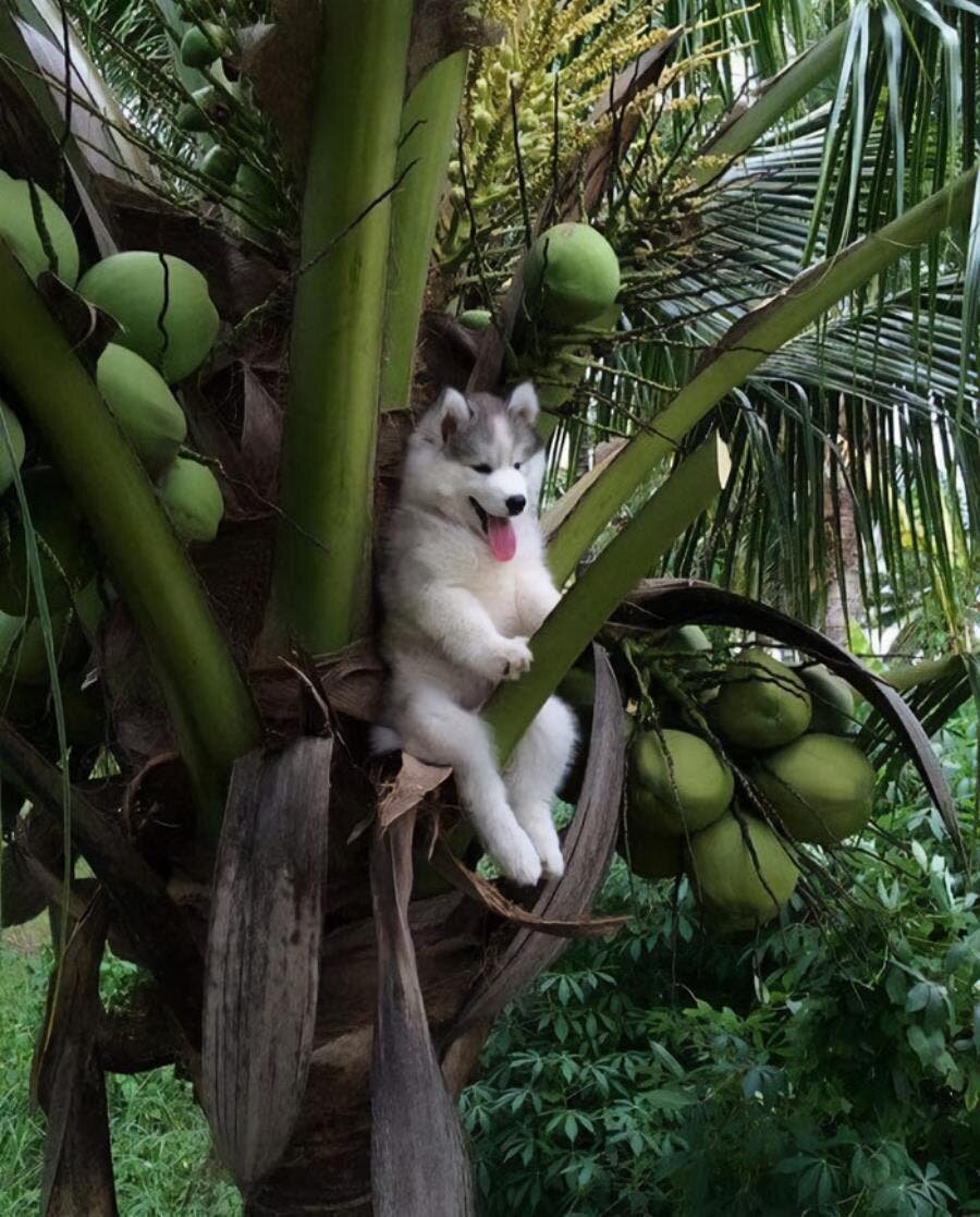 chien arbres noix