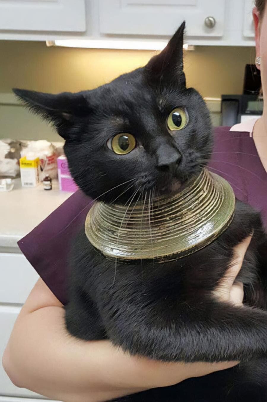 chat collier femme