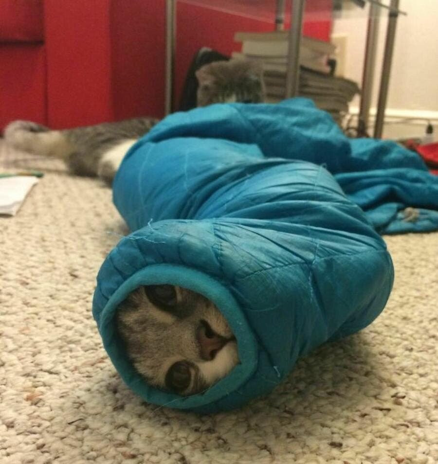 chat couverture tapis