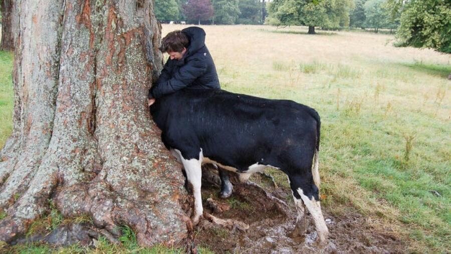 chien arbre homme