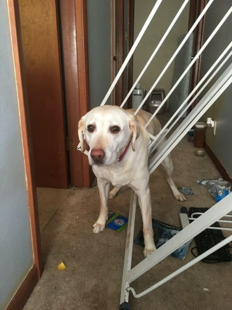 chien escaliers rampes