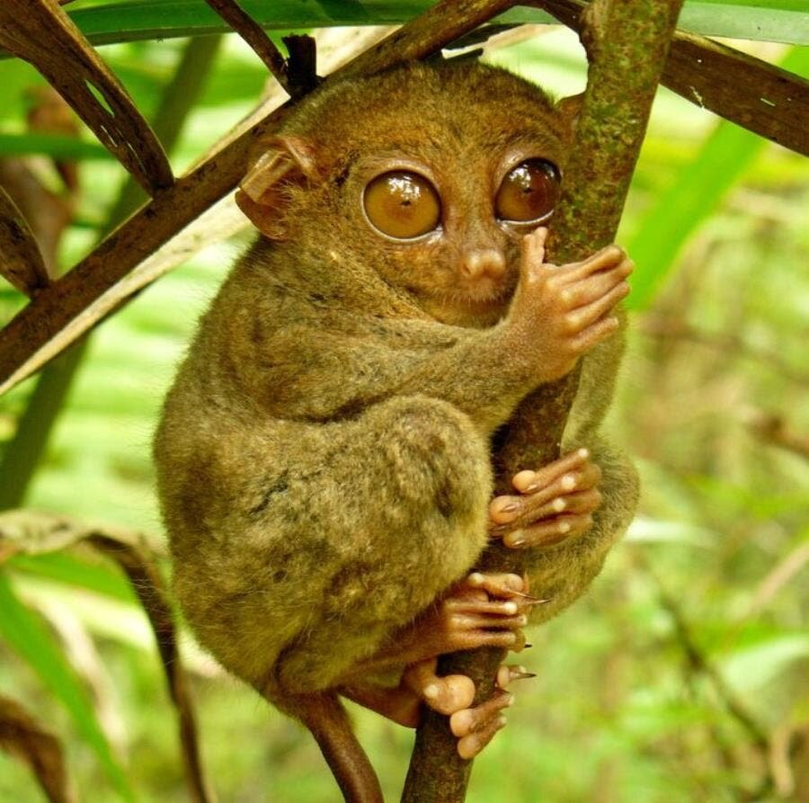 tarsier arbre branches feuilles