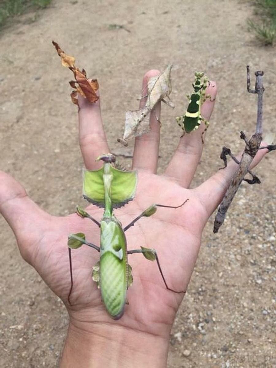 insectes feuilles main doigts