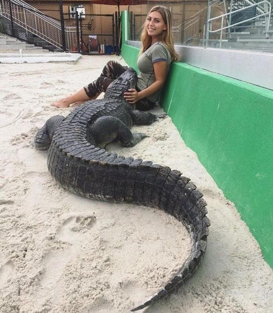 crocodile femme sable