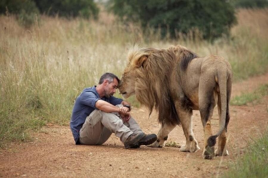 lion homme herbes sol