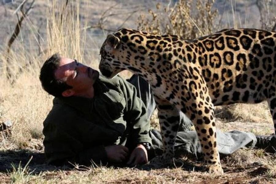tigre homme brousse