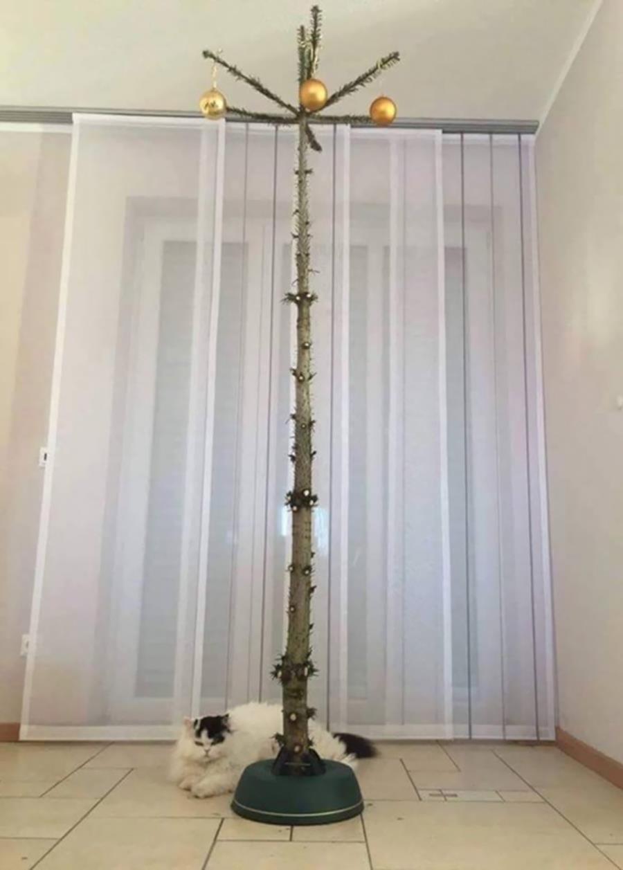 chat arbre noël rideaux salon