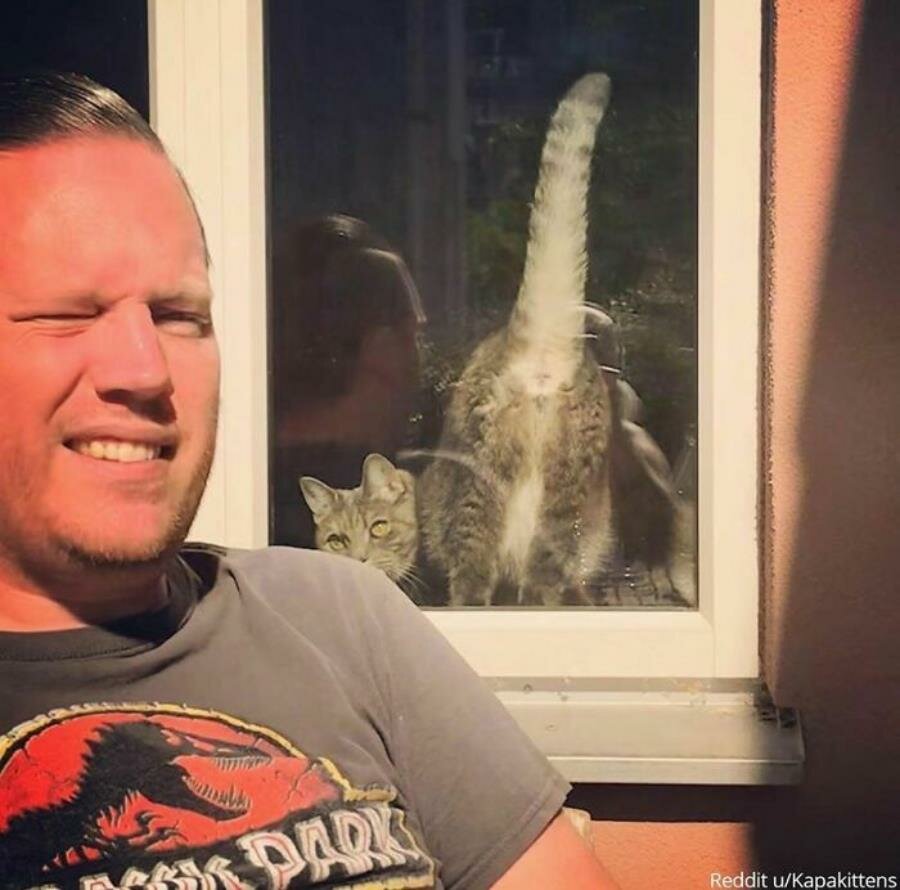 homme chat fenêtre