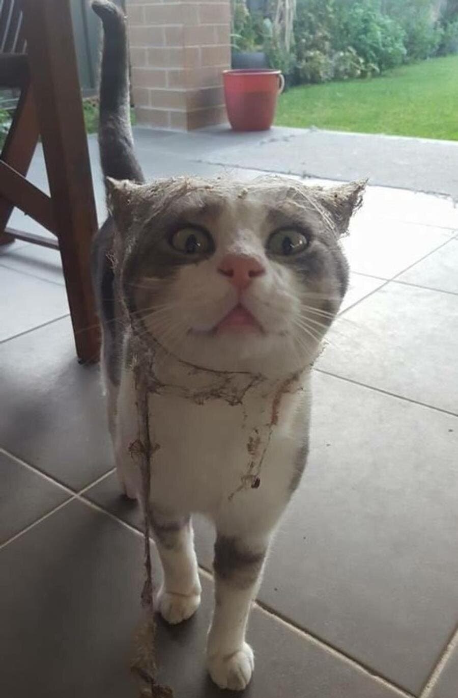 chat figure jardin