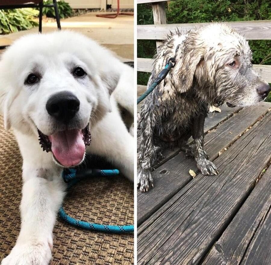 chien eau sale plancher