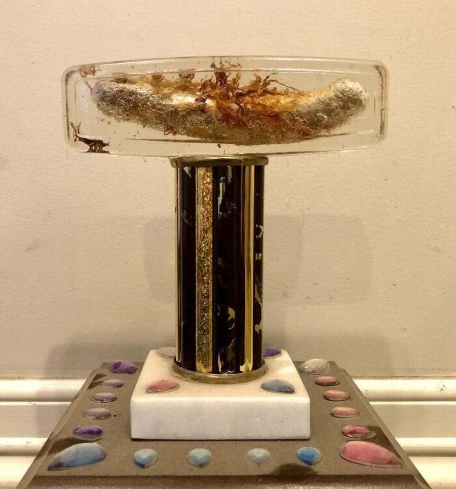 insecte verre pierres