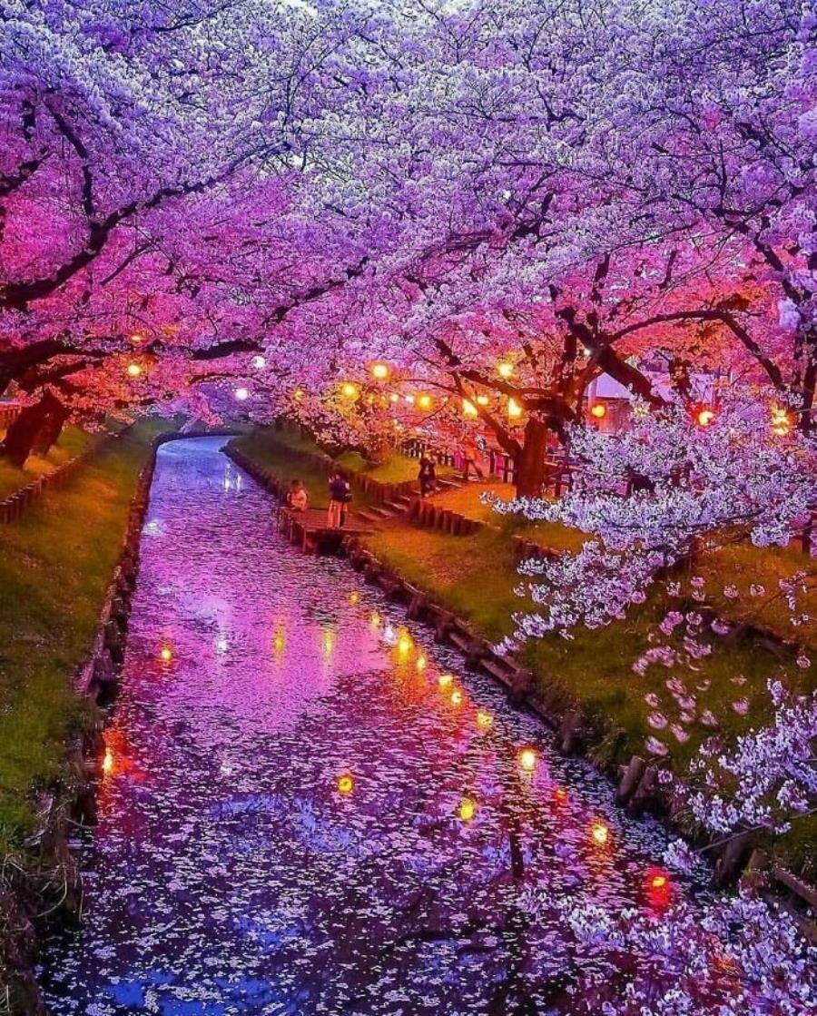 fleurs japon