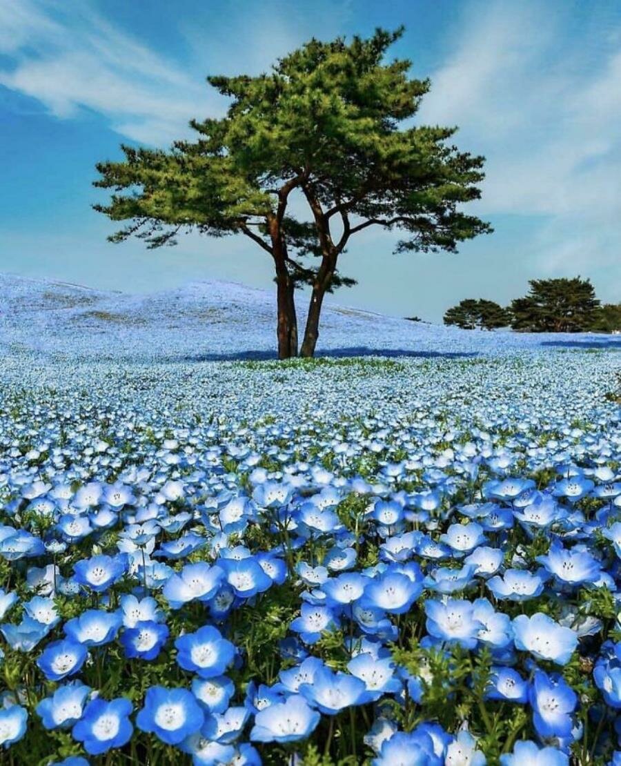 champ fleur