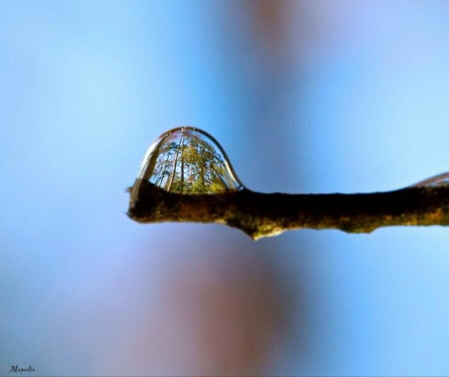 goutte d'eau arbre reflet