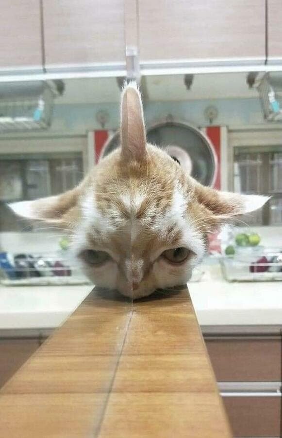 chat miroir reflet