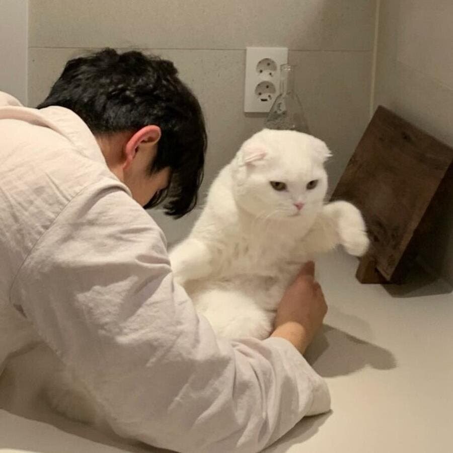 chat échapper 