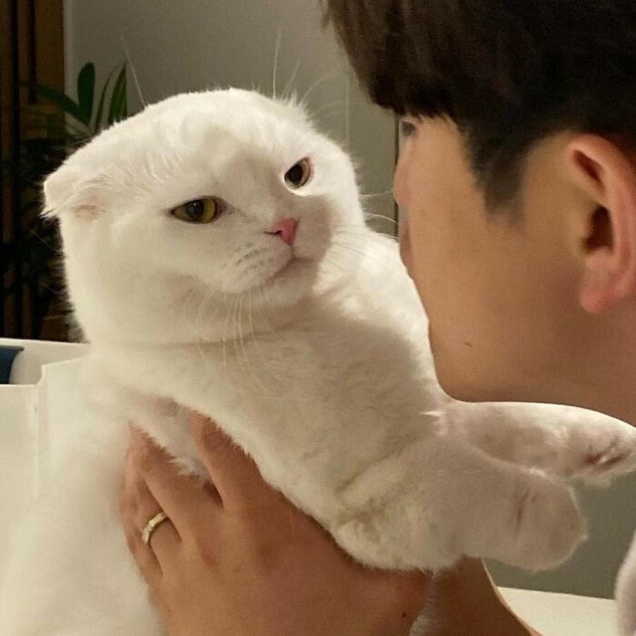 chat choc 