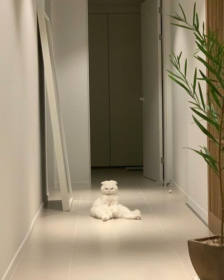 chat pose furieux