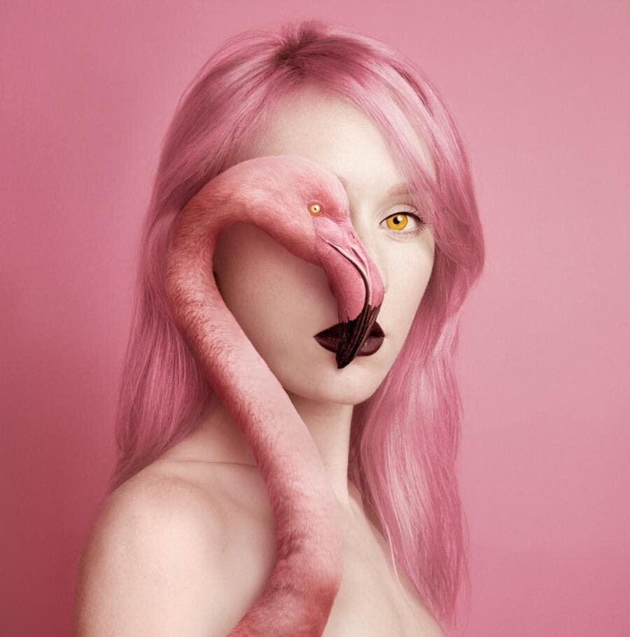 flamant rose