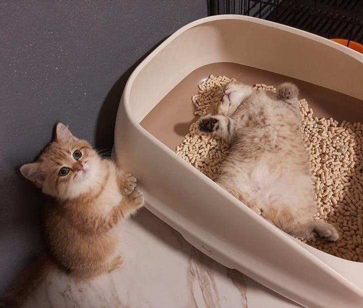 chats litiÃ¨res mignons
