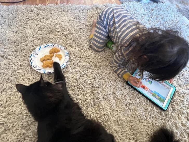 chat vole repas