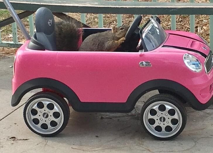 Ã©cureuil voiture enfant