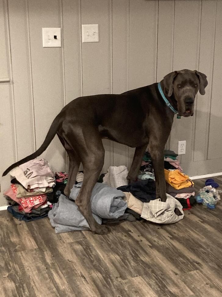 chien vÃªtements chambre