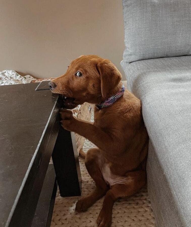 table chien patate
