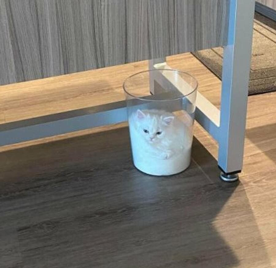 chat corbeille sourire